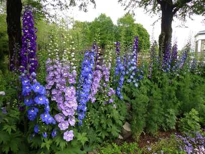 デルフィニウムが咲いている様子1