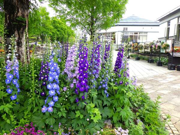 デルフィニウムが咲いている様子5