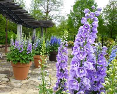デルフィニウムが咲いている様子6