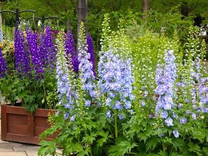 デルフィニウムが咲いている様子2