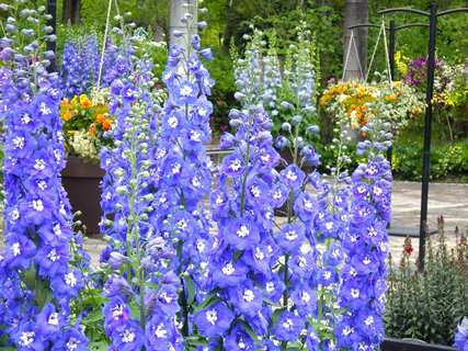 デルフィニウムが咲いている様子4
