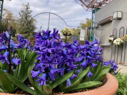 ヒヤシンスと水の森の入り口を写した写真