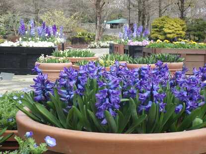 青紫のヒヤシンスが多数咲いている写真