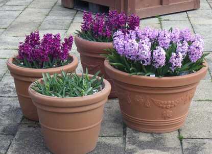 淡い紫や赤紫のヒヤシンスが多数咲いている写真