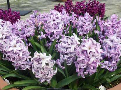 ヒヤシンスを大きく写した写真1