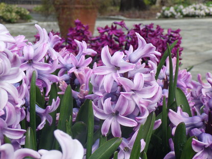 ヒヤシンスを大きく写した写真2