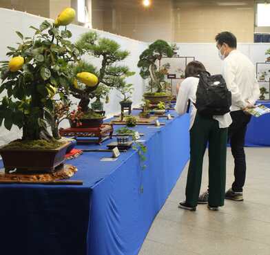 盆栽の展示をみている来場者の様子