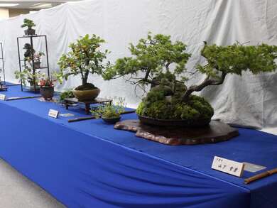 盆栽の展示の様子5