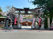 小汐井神社の桜