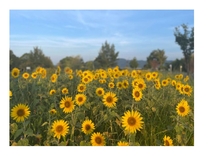 ai彩ひろばのひまわり