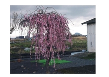 土ヶ坂グラウンドの枝垂れ桜