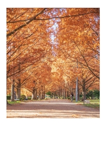 矢橋帰帆島公園のメタセコイヤ