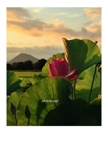 朝焼けとハスの花