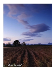 平湖周辺の大豆畑