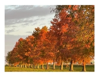 メタセコイヤ並木