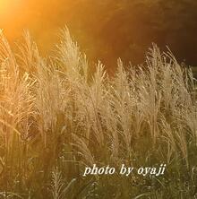 三ツ池グラウンド付近のススキ