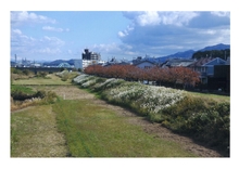 西矢倉二丁目（草津川沿い）の秋の風景