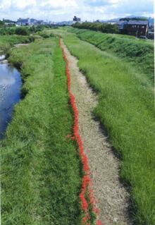 西矢倉大橋から眺める彼岸花