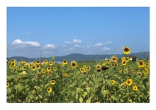 不動浜児童遊園前のひまわり畑