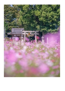 御倉町のコスモス畑