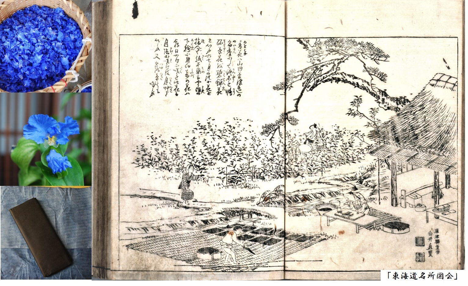 「東海道名所図会　青花」とアオナバと青花紙