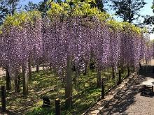 三大神社藤まつり