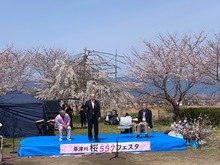 草津川桜557フェスタの写真