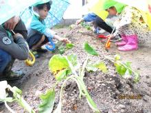 さつまいもの苗を植えている