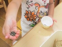 取れたオクラの種を見せている写真