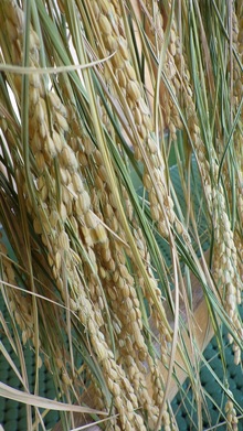 収穫時期を迎えたお米の写真