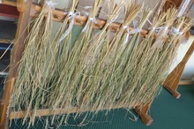 収穫した稲を干している様子