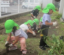 3歳児いもほりの写真