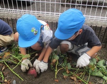 4歳児いもほりの写真