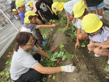 5歳児いもほりの写真
