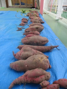 掘ったさつまいもの写真
