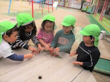 南天の実を摘んでいるところ