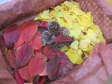 落ち葉やまつぼっくりの写真