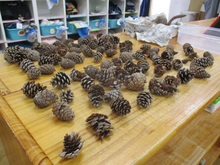 拾った松ぼっくりの写真