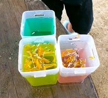 色水ジュースの写真