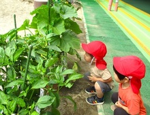 栽培野菜を観察する様子