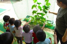 栽培野菜を観察する様子2