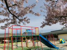 園舎と桜の写真