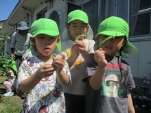 採れたスナップエンドウを見せている写真