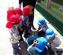 2歳児が収穫物を覗きに来ている写真