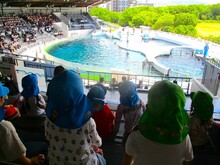 イルカショー観覧の様子