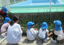 玉ねぎの世話をするこどもたち