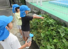 さつまいもの世話をする子どもたち