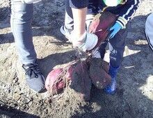 掘り出したイモの写真