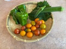プランターの柱に手作りの鳥よけがくくりつけられている写真6