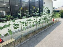 ひまわりが並んでいる様子